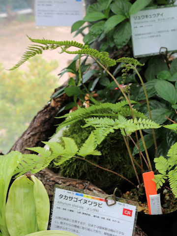 Athyrium silvicola