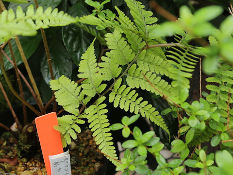 Athyrium silvicola