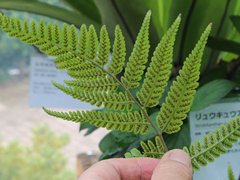 Athyrium silvicola