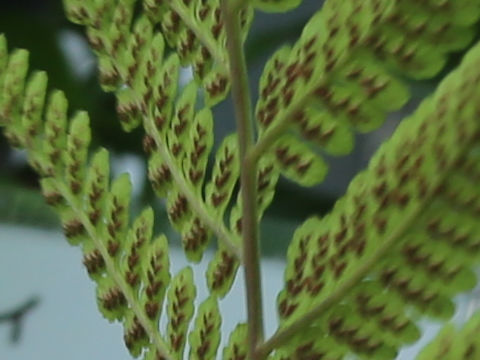 Athyrium silvicola