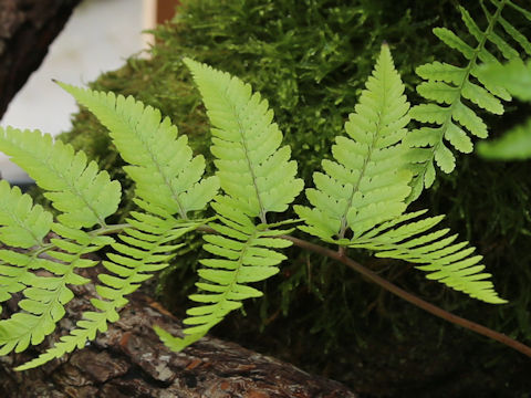 Athyrium silvicola