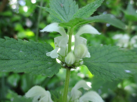 Lamium album var. album