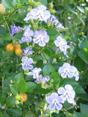 Duranta repens