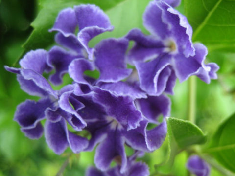 Duranta repens cv. Takarazuka