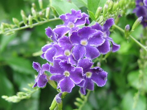 Duranta repens cv. Takarazuka