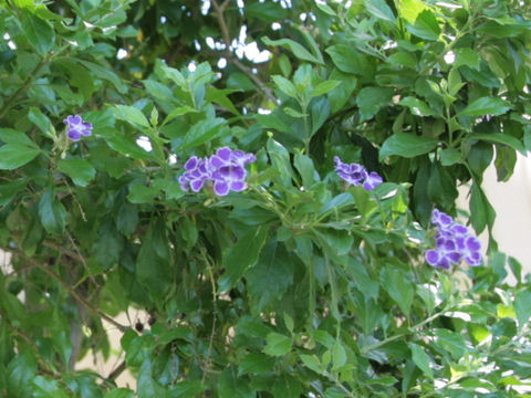 Duranta repens cv. Takarazuka