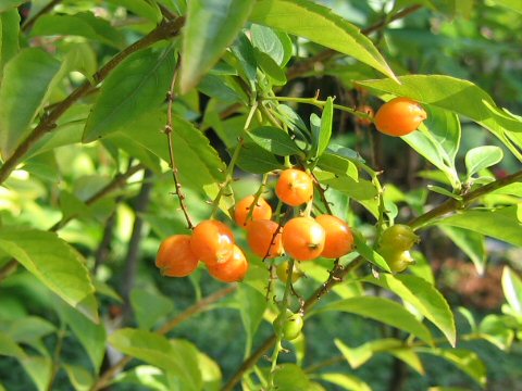 Duranta repens