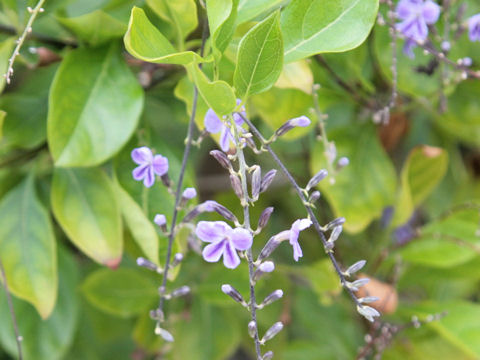 Duranta repens