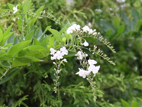 Duranta repens