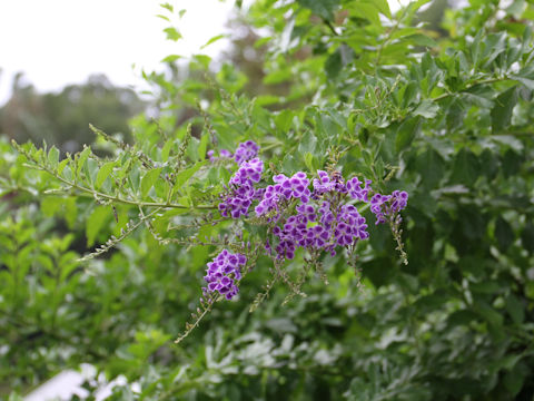 Duranta repens