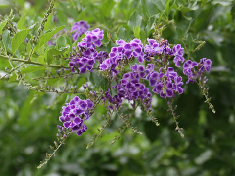 Duranta repens