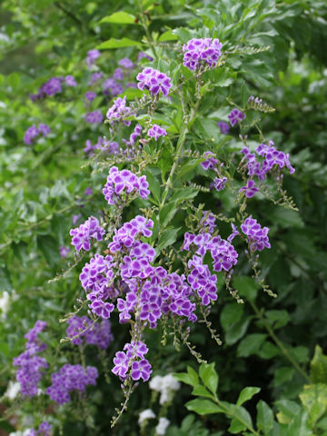 Duranta repens