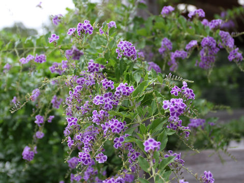 Duranta repens