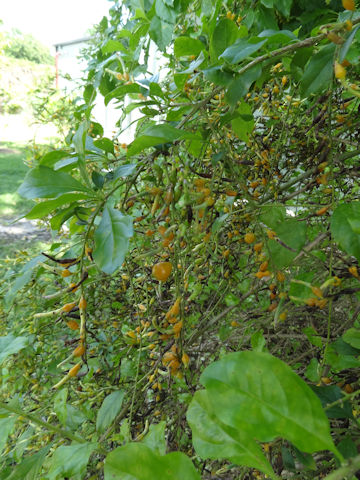 Duranta repens