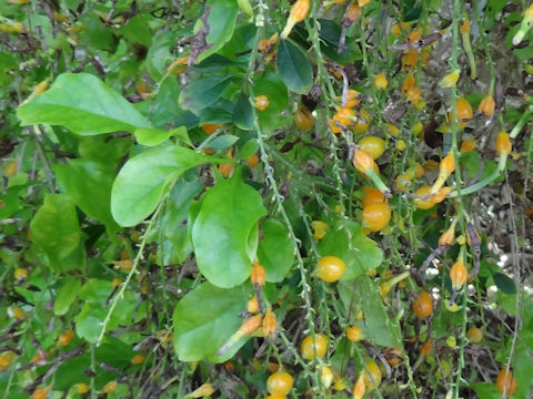 Duranta repens