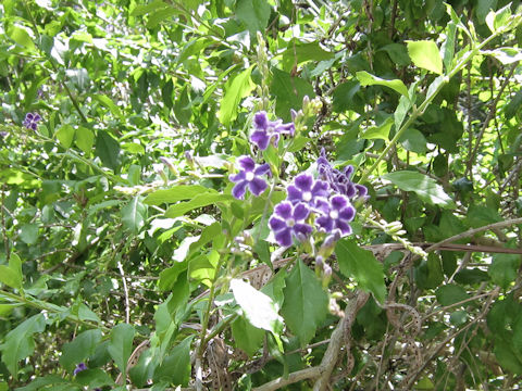 Duranta repens