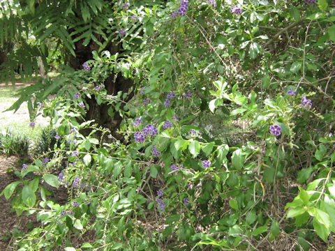 Duranta repens