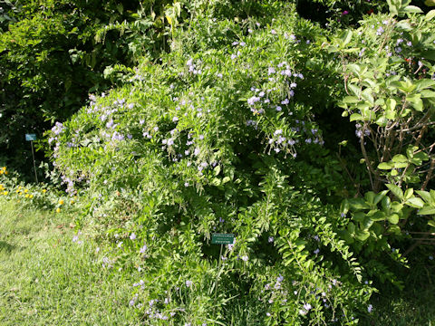 Duranta repens