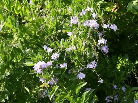 Duranta repens