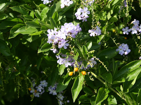 Duranta repens