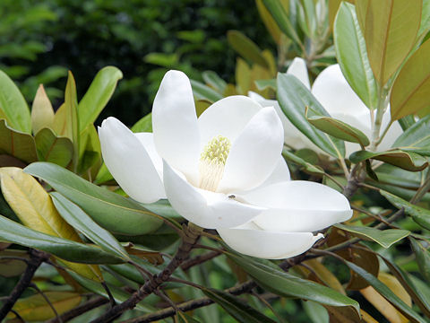 Magnolia grandiflora