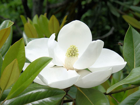 Magnolia grandiflora