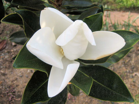 Magnolia grandiflora