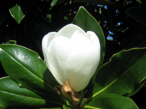 Magnolia grandiflora