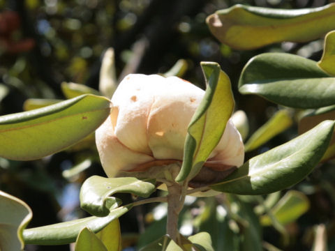 Magnolia grandiflora