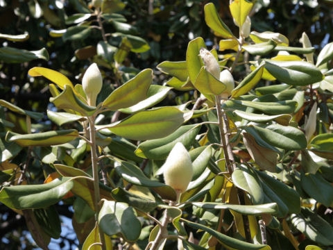 Magnolia grandiflora