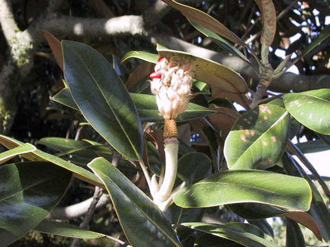 Magnolia grandiflora