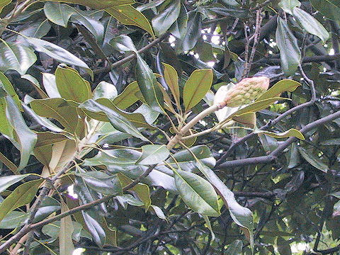 Magnolia grandiflora