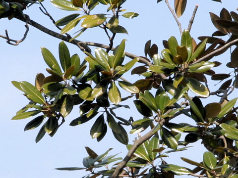 Magnolia grandiflora