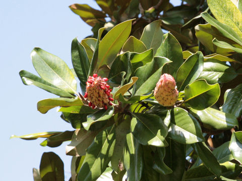 Magnolia grandiflora