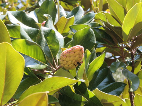 Magnolia grandiflora