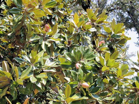 Magnolia grandiflora