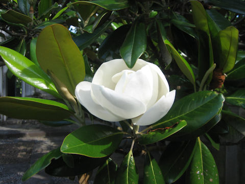 Magnolia grandiflora