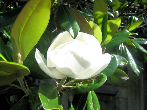 Magnolia grandiflora