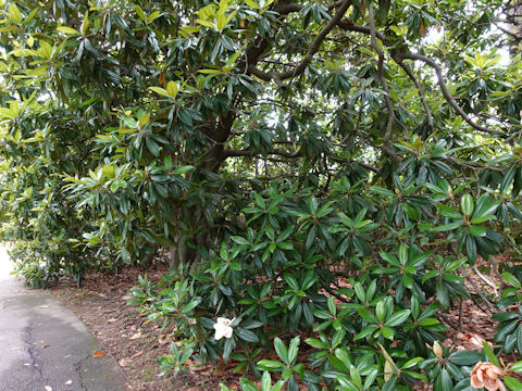 Magnolia grandiflora