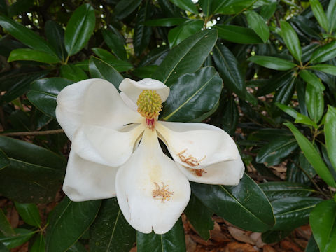 Magnolia grandiflora