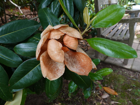 Magnolia grandiflora