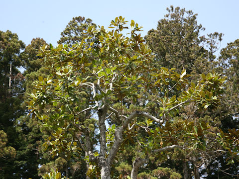 Magnolia grandiflora