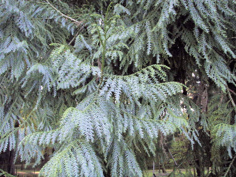 Taiwania cryptomerioides