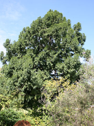 Taiwania cryptomerioides