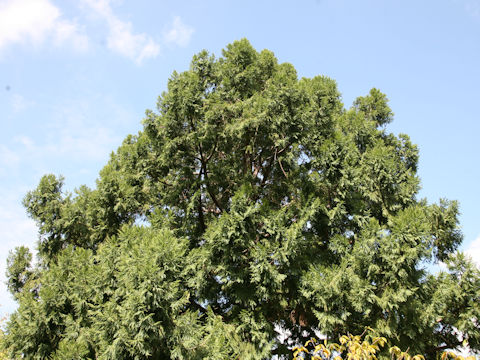 Taiwania cryptomerioides