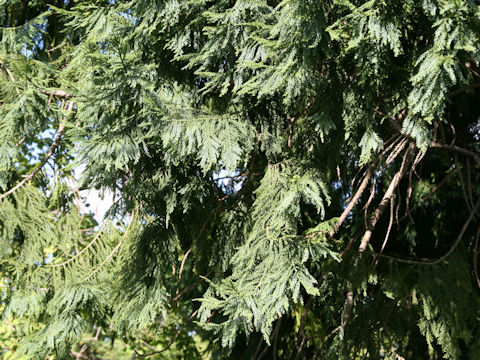 Taiwania cryptomerioides