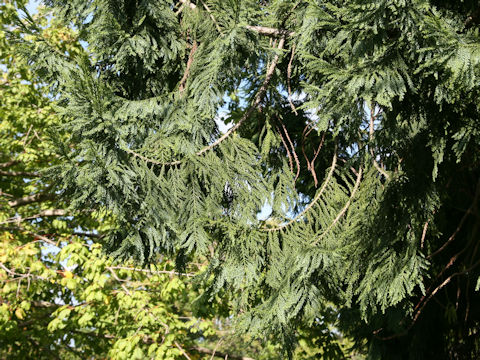 Taiwania cryptomerioides