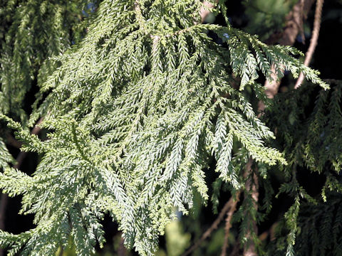 Taiwania cryptomerioides