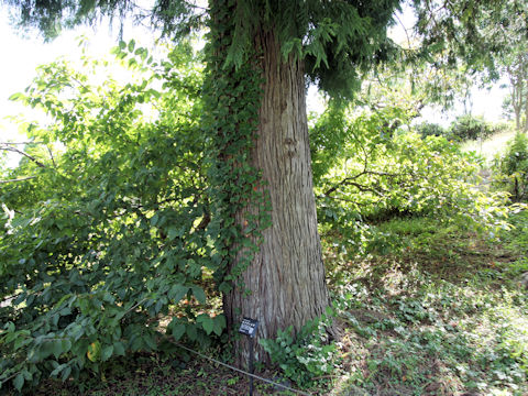 Taiwania cryptomerioides