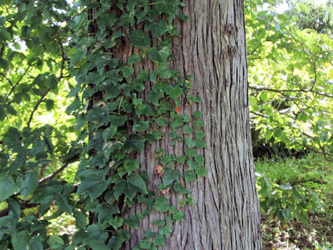 Taiwania cryptomerioides